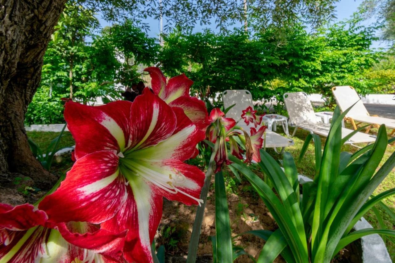 Marilena Apartments&studios *
